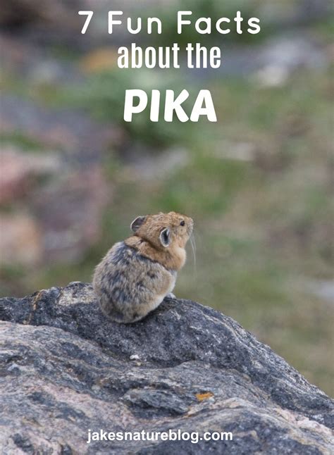 7 Fun Facts About American Pika - Mountain Dwellers - Jake's Nature Blog