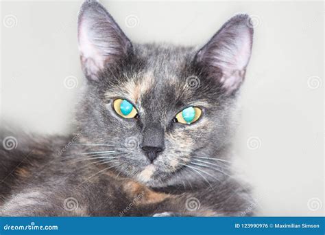 Grey blue eyed cat stock photo. Image of baby, adorable - 123990976