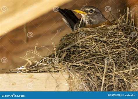 Robin Nesting stock image. Image of american, shorebird - 283582009