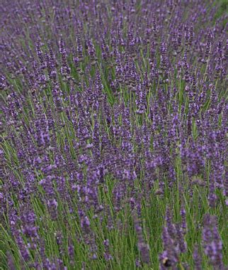 Phenomenal Lavender Plants For Sale Garden Seeds And Plants