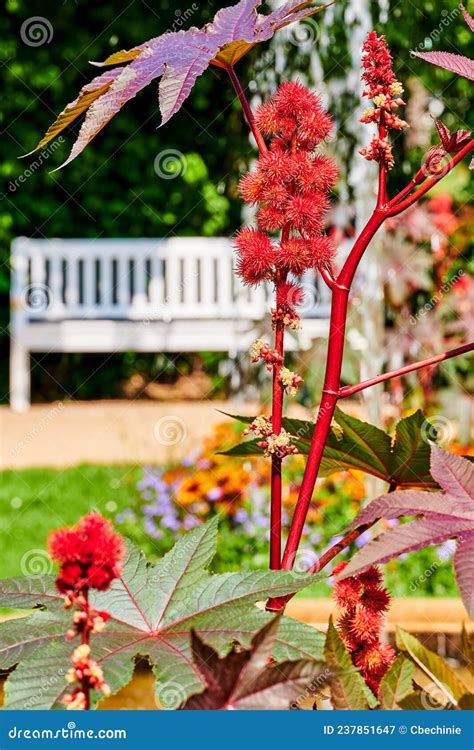 Frutos Vermelhos E Picantes Florescem E Folhas De Uma Planta De Leo De