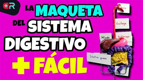 CÓMO HACER LA MAQUETA DEL SISTEMA DIGESTIVO con plastilina FÁCIL y