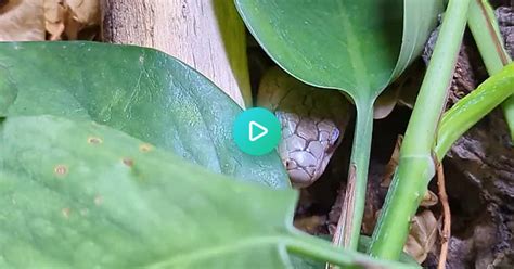 Pink Tongued Skink Big Yawn Album On Imgur