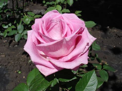 One Blue Rose Flower Blue Parfum Stock Image Image Of Flower Bedding