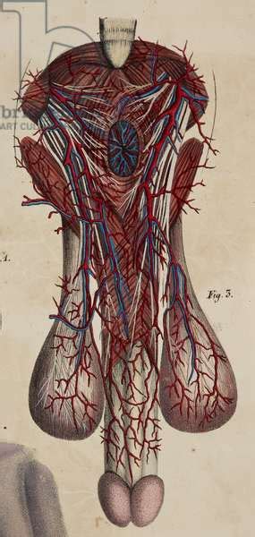 Image Of Anatomical Drawing The Circulatory System Penis And Scrotum