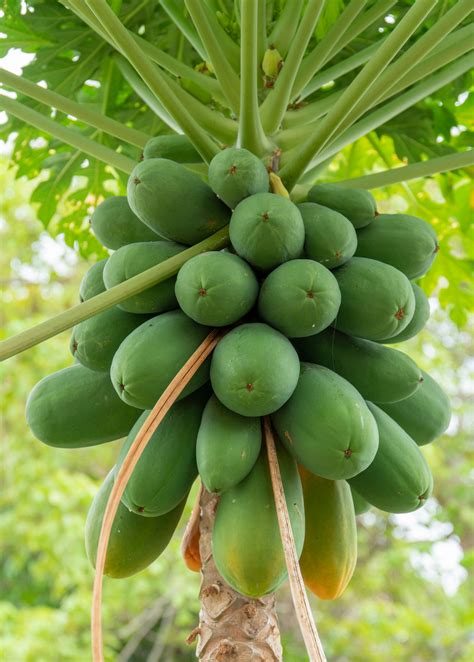 papaya fruit tree care 2
