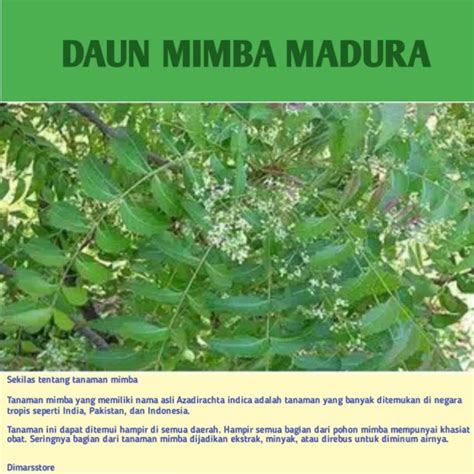 Jual DAUN MIMBA 20 TANGKAI Indonesia Shopee Indonesia