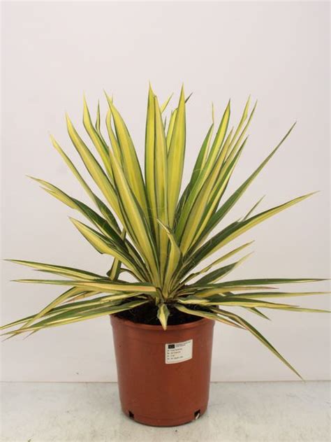 Yucca Filamentosa Color Guard — Plant Wholesale Floraccess