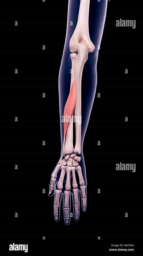 Adductor Pollicis Longus Muscle