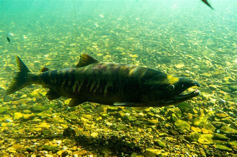 秋の風物詩🐟 鮭の遡上【千歳市】 海と日本project In ガッチャンコ北海道