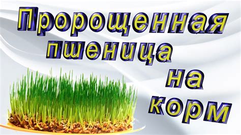 #Пророщеннаяпшеница, корм попугаям - YouTube