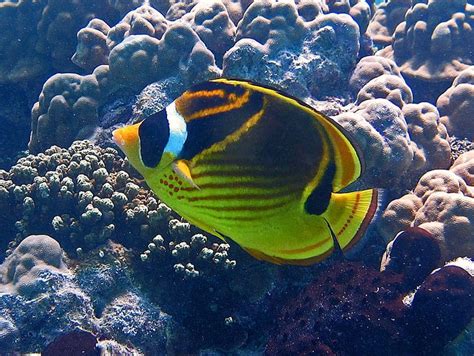 idea hidupan laut terbaik anak penyu dokumentari biawak