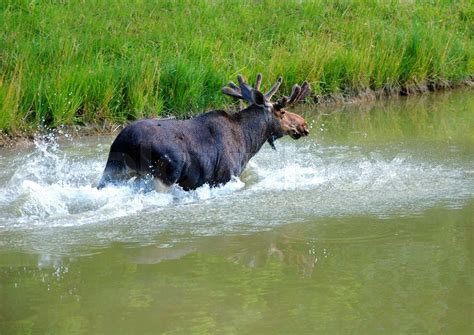 Moose swimming in lake | Stock image | Colourbox