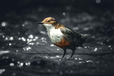 Small Dipper Bird Stands Atop a Still Body of Water Stock Image - Image ...