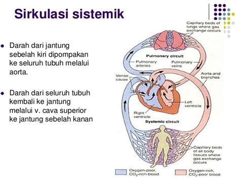 Fisiologi Jantung