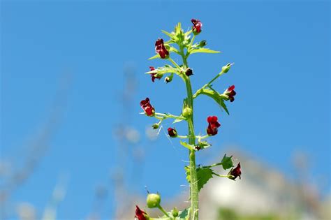 Scrophularia Peregrina Pallano