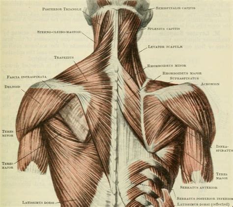 Upper Trapezius Stretch - StableMovement Physical Therapy