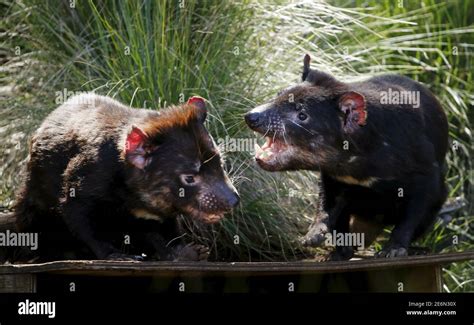 Tasmanian Devil Cancer Hi Res Stock Photography And Images Alamy