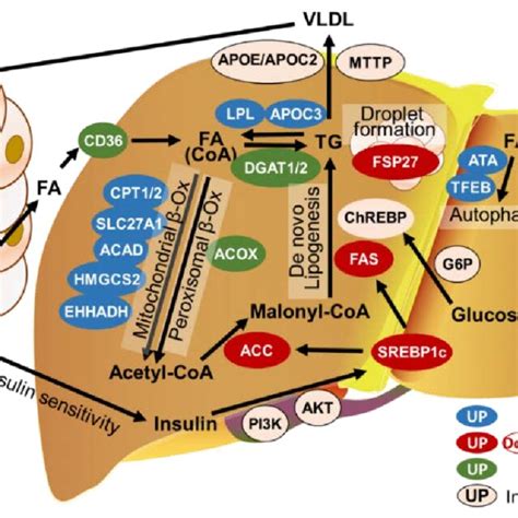 Ppars Structure And Functions Ppars Has Four Functional Domains A