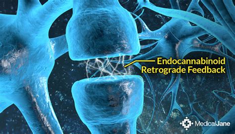 A Brief Overview Of The Endocannabinoid System