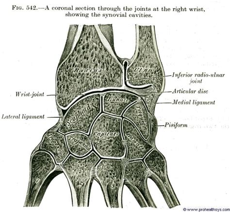 Intermetacarpal Joint