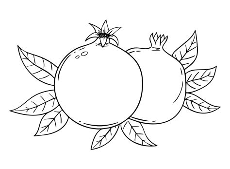 Pomegranate Printable Coloring Page - Free Printable Coloring Pages