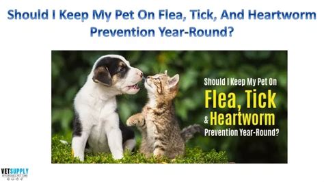 Ppt Should I Keep My Pet On Flea Tick And Heartworm Prevention Year