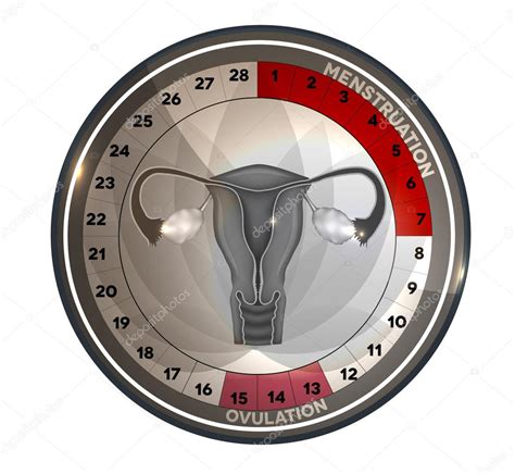 Menstrual Cycle Calendar Reproductive System Stock Vector Image By