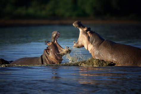 Katavi National Park | Fitzroy Travel