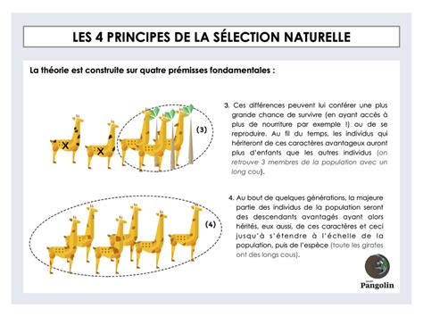 S Lection Naturelle M Canismes Et Exemples Concrets Projet Pangolin