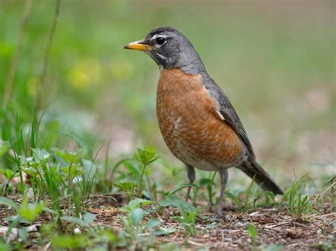 Female American Robins Identification Guide Male Vs Birdfact