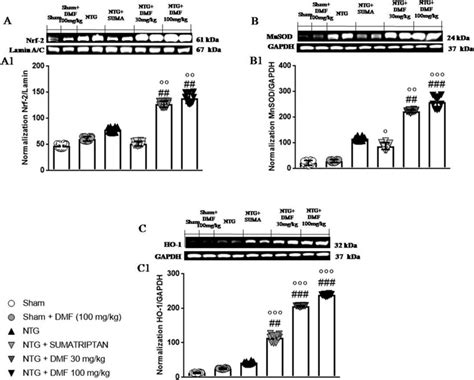 Effects Of Dmf On Antioxidant System In Ntg Induced Migraine The