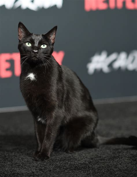 ‘Chilling Adventures of Sabrina’: Salem the Cat Walks the Black Carpet ...