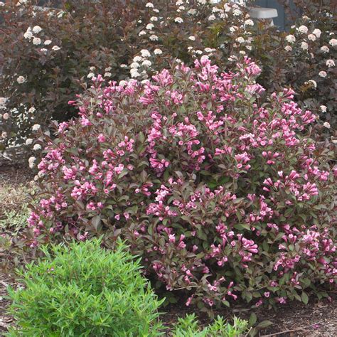 Fine Wine® Weigela |Shrubs & Trees – Great Garden Plants