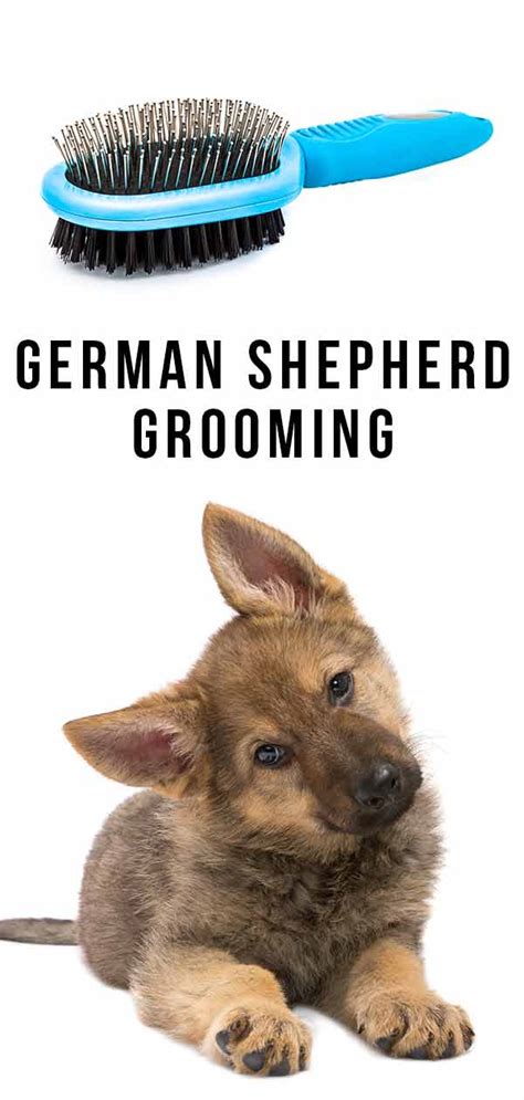 German Shepherd Grooming - Your Guide to Caring for Your Dog