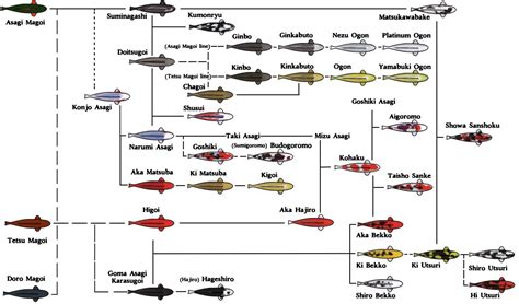 Gene Tree Of Koi Sakks Gauteng