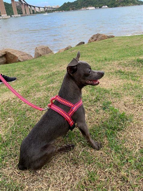 Pinscher Desaparece Em Guarapari E Tutora Oferece R 500 De Recompensa