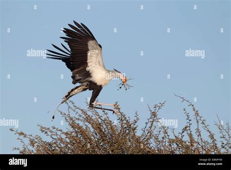 Secretary Bird Sagittarius Serpentarius Sagittarius Serpentarius