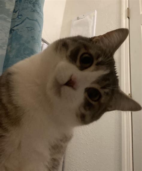 Squishy’s perfected the head tilt : r/cats