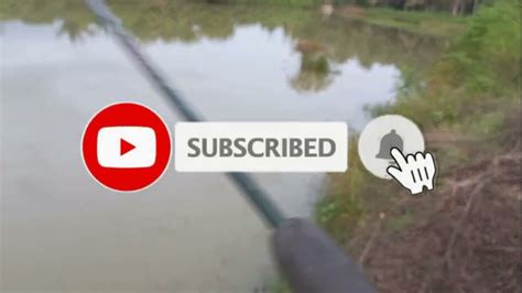 Mancing Nila Liar Di Rawa Umpan Turun Langsung Sambar YouTube