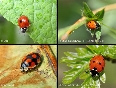 Invasive harlequin ladybird: how to spot this predator