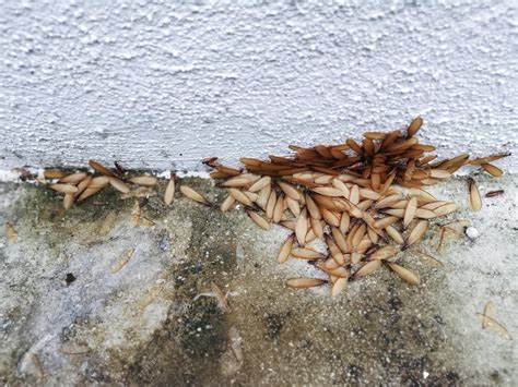 winged termite in house 8