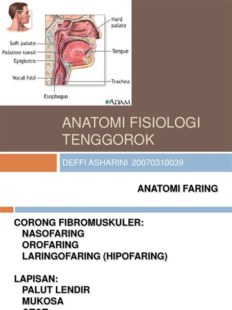 Anatomi Fisiologi Faring Laring Esofagus Pdf