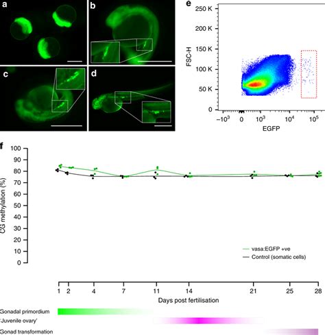 Isolation And Quantitation Of DNA Methylation In The Zebrafish