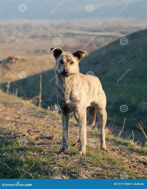 Asian wildlife dog stock photo. Image of desert, hair - 21117384