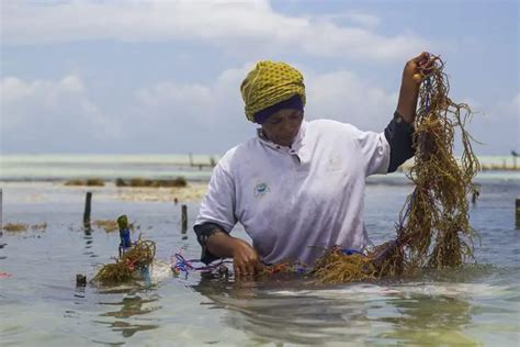 Kelp Farming 101: How Seaweed Aquaculture Changes the Game ...