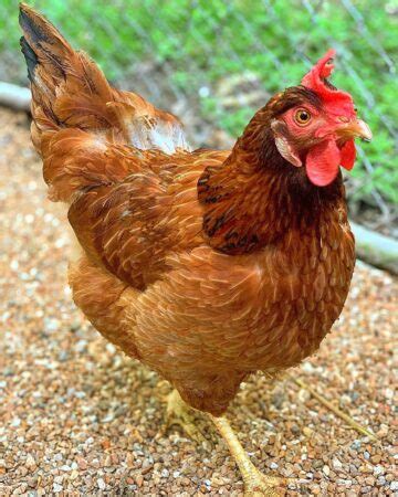 Cinnamon Queen Chicken Breed Profile Information