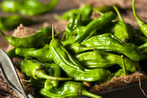 Shishito Pepper: Mild...Until It Isn't - PepperScale