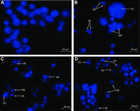 Fluorescent Photomicrographs Of WEHI 3B Cells Stained With Hoechst