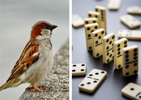 The Domino Day Sparrow might be the most ridiculous thing to ever ...